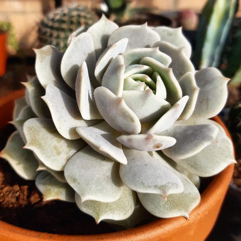 Echeveria lola.jpg